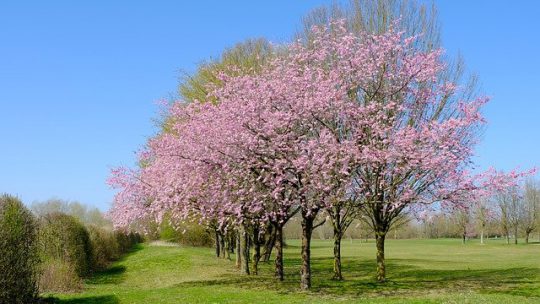 Bloeiende bomen voor in de tuin